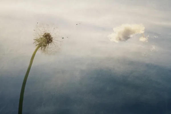 Diente de león con semillas voladoras — Foto de Stock