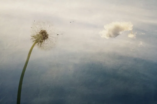 タンポポの種子の飛行を持つ — ストック写真
