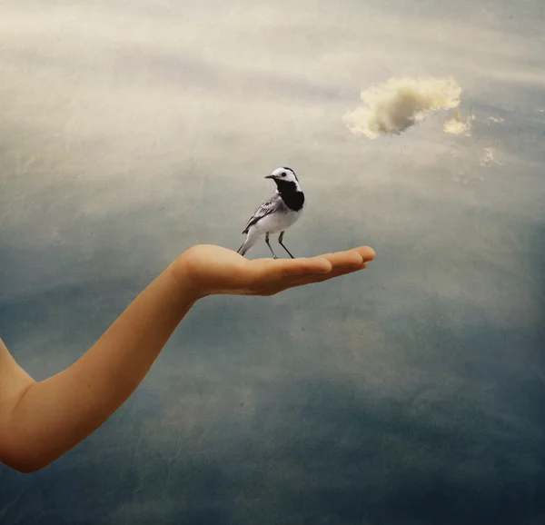 At the hand of a child sitting bird — Stock Photo, Image