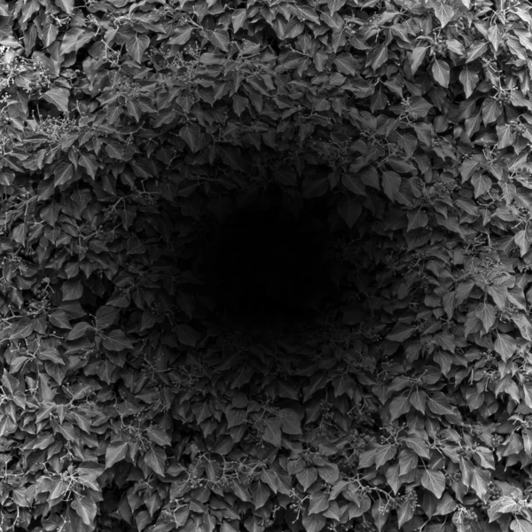 hedge kara delik