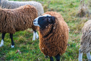Kaliteli yün için kahverengi kürklü güzel koyunlar