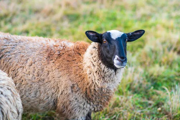 Ovce Černou Hlavou Hnědou Srstí Louce — Stock fotografie