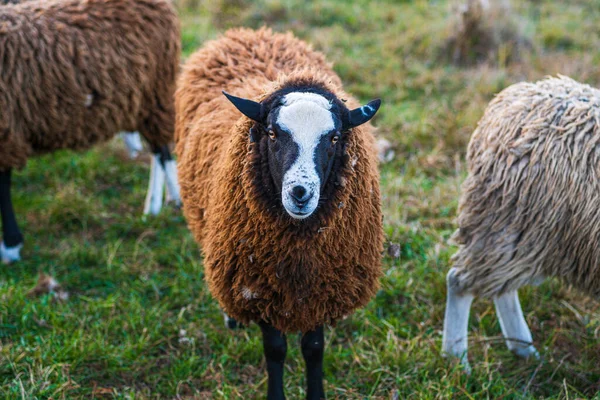 Schöne Schafe Mit Braunem Fell Die Direkt Die Kamera Schauen — Stockfoto