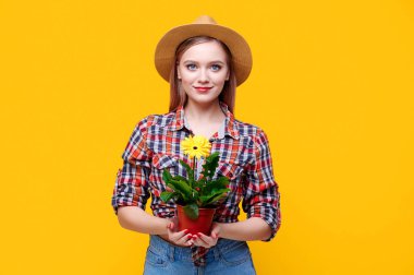 Young caucasian woman wearing straw hat plaid shirt holding flower gerbera in a pot in her hands on a yellow isolated background