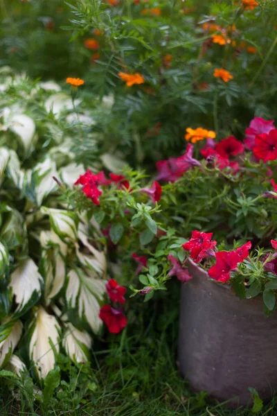 Petunia Hosta Calendula Giardino Piante Giardino — Foto Stock