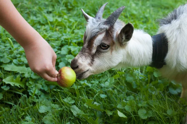 Kid Goat Apple Child Hand Holding Apple Close — Stockfoto