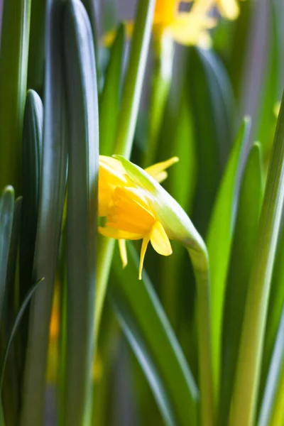 Жовті Нарциси Daffodil Квітнуть Ранньою Весною Тендітні Квіткові Бруньки — стокове фото