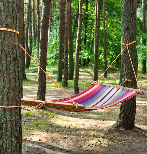 Hamac Dans Forêt Conifères Vacances Vacances — Photo