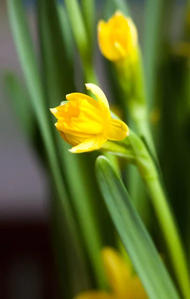 早春に黄色い花茎 ダフォジル を咲かせます 一輪挿し — ストック写真