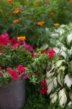 Petunia, Hosta ve Marigold bahçede. Bahçe bitkileri. 