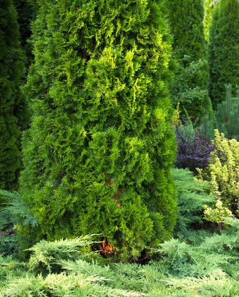 Tuin Voor Sierdoeleinden Naaldbomen Jeneverbes Schurken Evergreen Planten Landscaping — Stockfoto