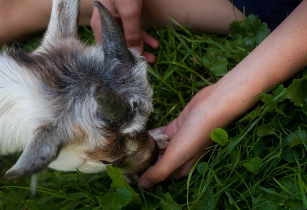 Kid Goat Eating Bread Child Hands Green Summer Garden — Stockfoto
