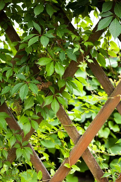 Treillis Jardin Recouvert Feuilles Lierre Vert Parthenocissus Quinquefolia Rampant Virginie — Photo