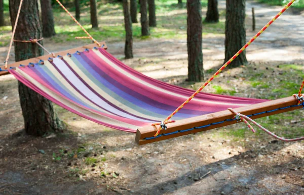Hammock Coniferous Forest Vacations Holiday — Stock Photo, Image