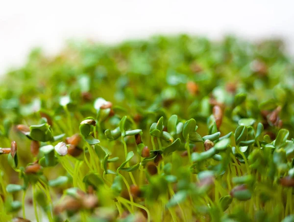 Sprouting Nasion Siemię Lniane Siemię Lniane Nasiona Lnu Zdrowe Odżywianie — Zdjęcie stockowe