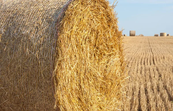 Straw Rolls Field Straw Bales Stover Field Harvested Cereal Plants — Stock Photo, Image