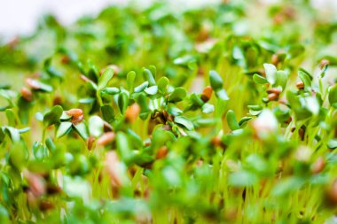 Tohumların filizlenmesi (keten tohumları, keten tohumları, keten tohumları). Sağlıklı beslenme. Gıda arkaplanı.