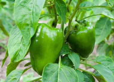 Biber (capsicum) büyüyen. Sebze bahçesinde olgunlaşmamış biber.