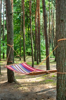 Kozalaklı ormandaki hamak. Tatiller ve tatiller. 