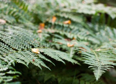Güzel yeşil eğreltiotu sapları ve yaprakları (Pteridophyta)