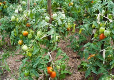 Domatesleri yetiştiriyorum. Domates bitkisi. Sebze bahçesinde olgunlaşmamış domatesler.