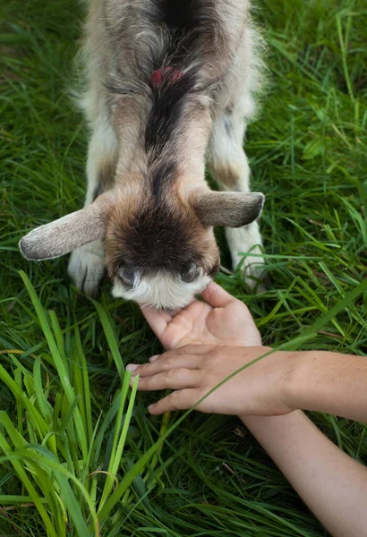 Kid Goat Child Hands Green Summer Garden — Stock Photo, Image