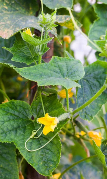 Cultivando Pepinos Horta Flores Pepino Amarelo Frutas Minúsculas Nas Videiras — Fotografia de Stock