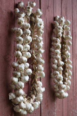 Sarımsaklı çelenk. Sarımsak yetiştiriyorum. Zengin hasat. Tarım ve tarım.