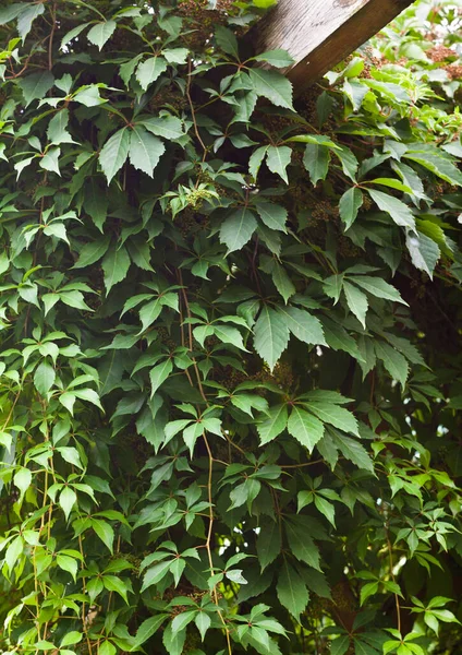 Bahçede Yeşil Sarmaşık Partenosissus Quinquefolia Virginia Sarmaşığı Victoria Sarmaşığı Beş — Stok fotoğraf