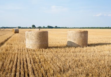 Sahada saman yuvarlanıyor. Yuvarlak saman balyaları. Fırın sahada. Tahıl bitkileri hasat ettim. Tarım.