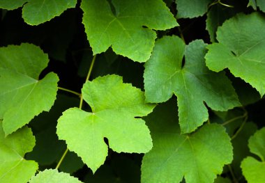 Üzüm bağında yeşil yapraklar ve üzümler.