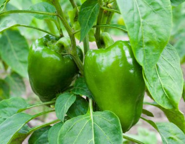 Biber (capsicum) büyüyen. Sebze bahçesinde olgunlaşmamış biber.