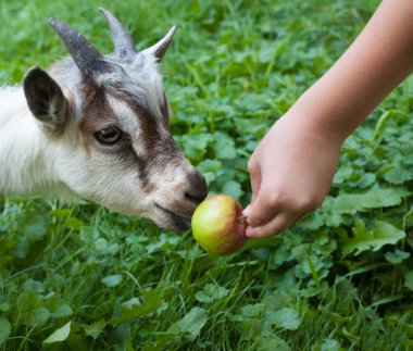 Kid of goat and an apple. Child's hand holding an apple. Close-up. 