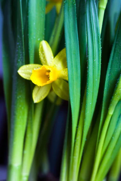 早春に黄花序 ダフォジル を咲かせます — ストック写真