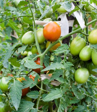 Domatesleri yetiştiriyorum. Domates bitkisi. Sebze bahçesinde olgunlaşmamış domatesler.