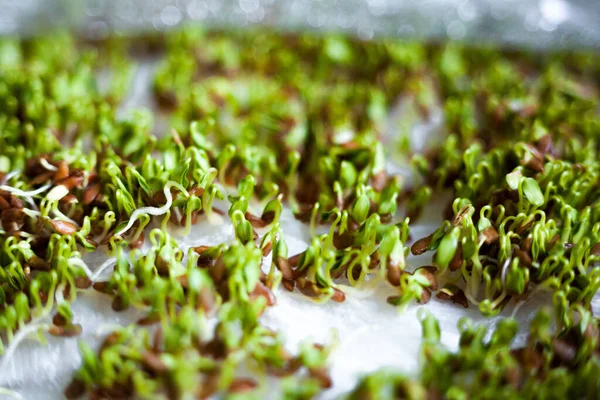 Sprouting of the seeds (linseeds, linen seeds, flax seeds). Healthy eating. Food background.