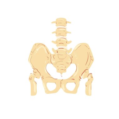 Düz çizgi film karakteri, omurga ve leğen kemiği, insan iskeleti anatomisi, eğitici materyal vektör illüstrasyon kavramı.