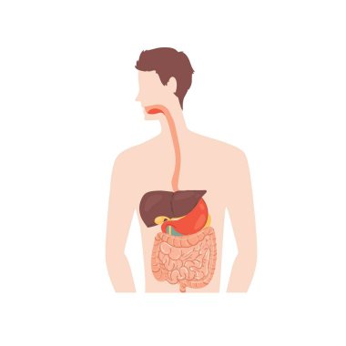 Düz çizgi film karakteri sindirim sistemi, tıbbi tedavi ve terapi, insan anatomisi eğitim materyali illüstrasyon konsepti