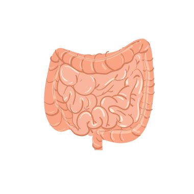 Düz çizgi film karakteri bağırsaklar, tıbbi tedavi ve terapi, insan anatomisi eğitim materyali illüstrasyon konsepti