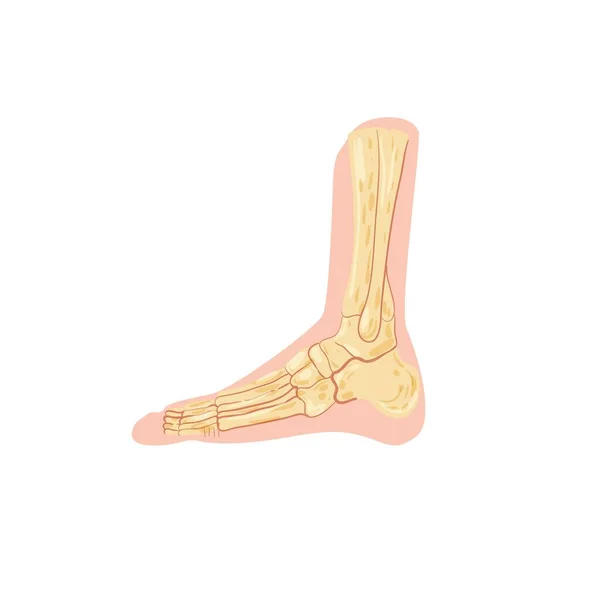 Плоские кости ног человека мультфильма, анатомия скелета человека, концепция векторной иллюстрации образовательного материала — стоковый вектор