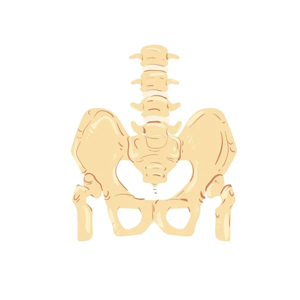Düz çizgi film karakteri, omurga ve leğen kemiği, insan iskeleti anatomisi, eğitici materyal vektör illüstrasyon kavramı. — Stok Vektör