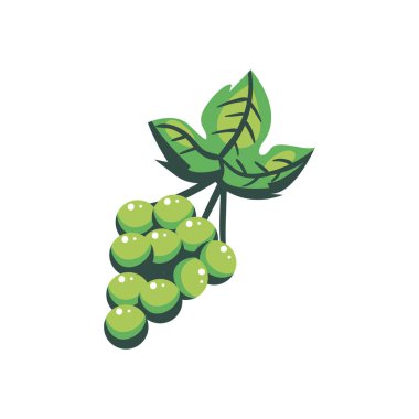 yeşil üzüm tasarımı