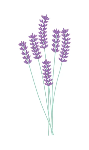 Lavendelblüten-Ikone — Stockvektor