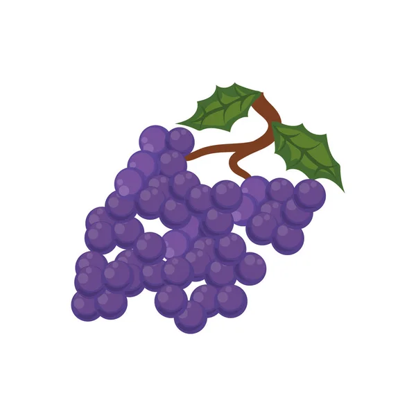 Diseño de uvas púrpura — Vector de stock