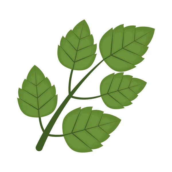 Conception de branche de menthe poivrée — Image vectorielle