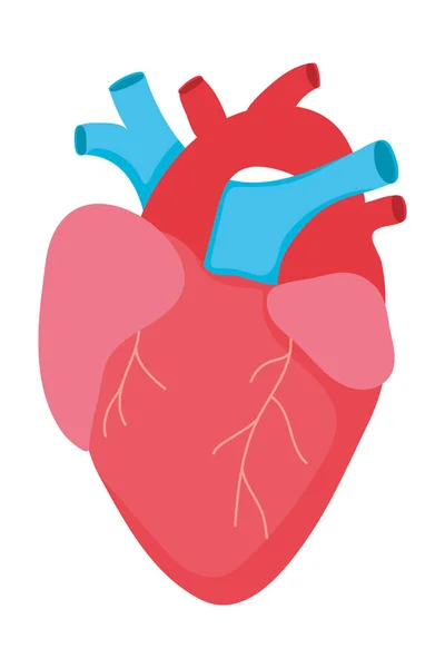 Anatomical heart icon — Stok Vektör
