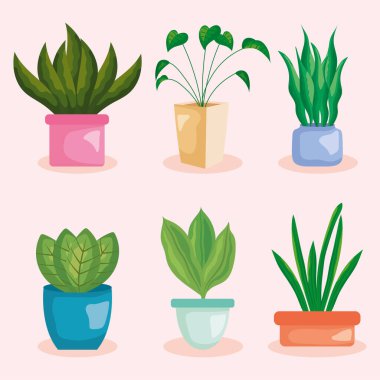 decorative home plants set