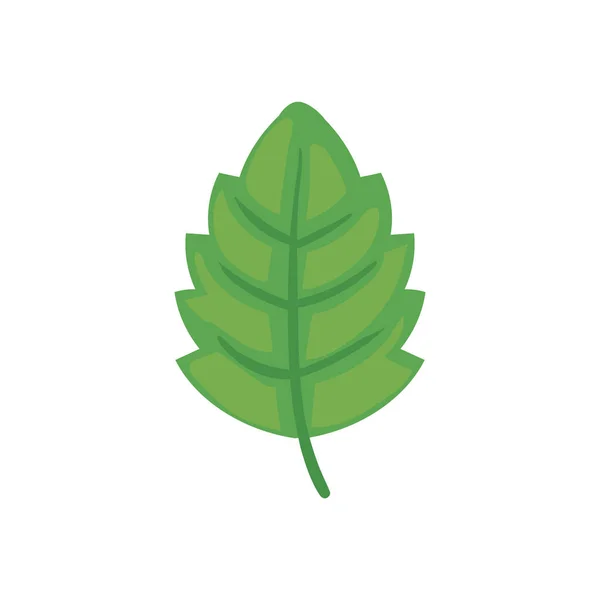 Design zelených listů — Stockový vektor