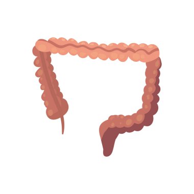 düz kalın bağırsak tasarımı