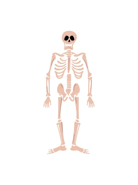 Esqueleto humano plano — Vector de stock